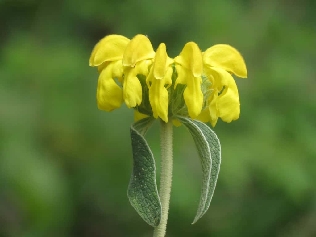 La sauge de Jérusalem (<i>Phlomis fruticosa</i>). © Linda De Volder Flickr